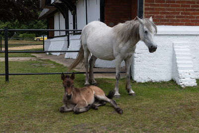 White mare standing with newborn young foal in the new forest