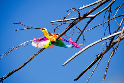 Low angle view of torn textile on branch