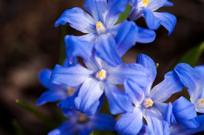 Close-up of purple flowers blooming outdoors