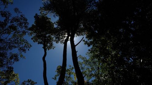 Low angle view of silhouette trees against clear blue sky