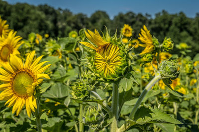 Close-up of yellow flowering plant on field