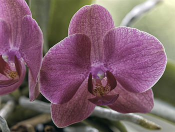 Close-up of pink orchids