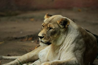 Lioness relaxing on field