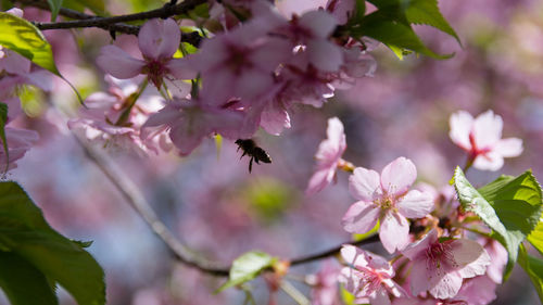 Close-up of bee on pink cherry blossom