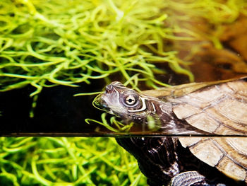 Close-up of lizard on plant