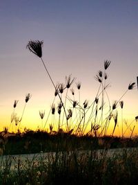 Scenic view of field against sky during sunset