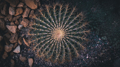 High angle view of succulent plant on field