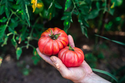 High angle view of hand holding tomato