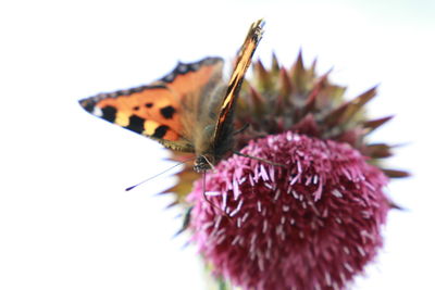 Close-up of butterfly on thistle against white background