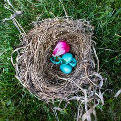 High angle view of eggs in nest