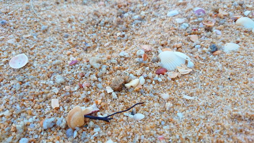 Close-up of shells on beach