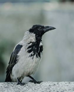 Close-up of bird perching on a wall