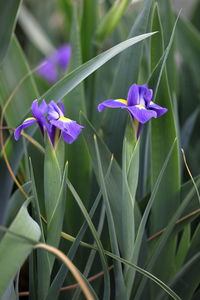 Close-up of purple flowering plants