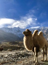 View of a sheep on mountain