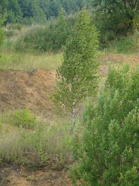 Plants growing on field
