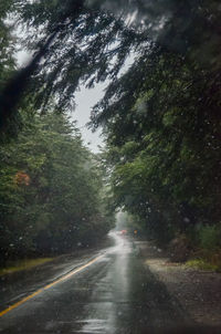 Road amidst trees