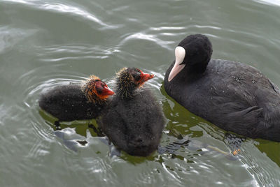 High angle view of ducks swimming in lake