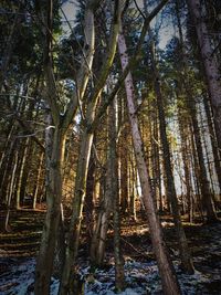 Palm trees against sky