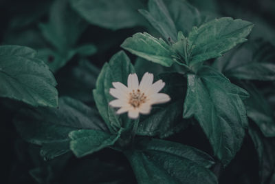 Close-up of flowering plant