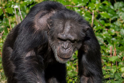 Close-up of gorilla