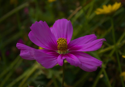 Close-up of pink cosmos flower
