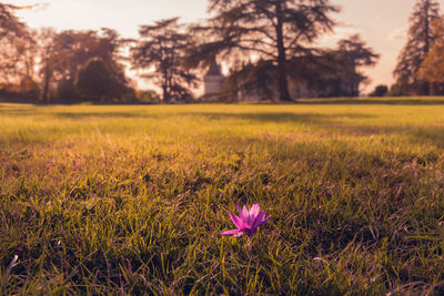 Close-up of crocus on field