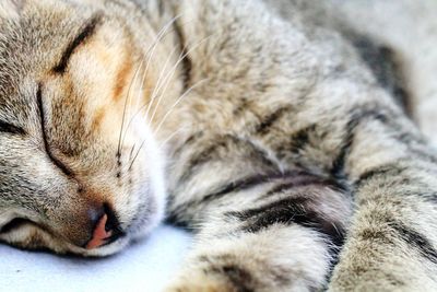 Close-up of cat sleeping