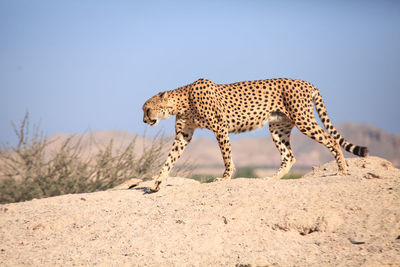 Side view of cheetah walking outdoors
