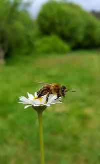 Close-up of honey bee pollinating on flower