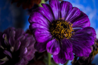 Close-up of purple flowers
