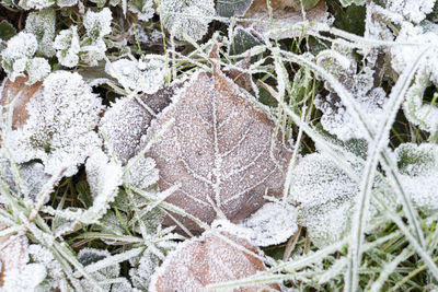 Close-up of snowflakes on plants