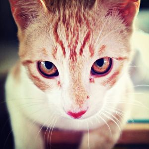 Close-up portrait of cat