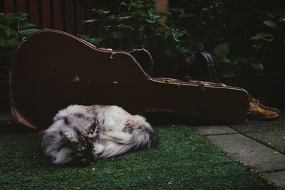 Cat sleeping by guitar in yard