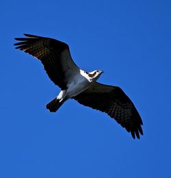 Low angle view of osprey flying against clear sky