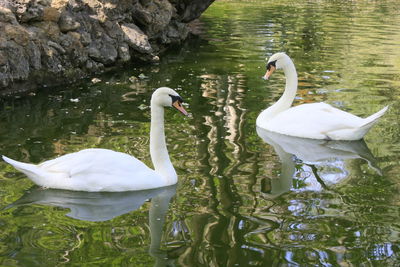 Swans swimming in lake