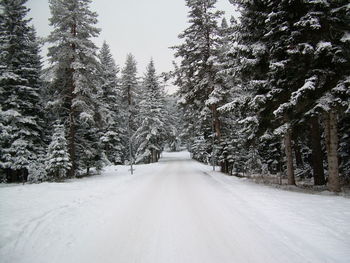 Road amidst trees against sky during winter