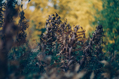 Close-up of plants growing on field