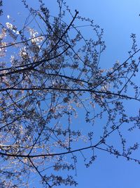 Low angle view of bare tree against blue sky