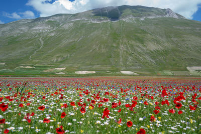 Red poppies on field against mountain