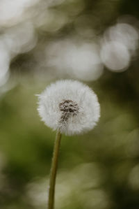 Close-up of dandelion against blurred background