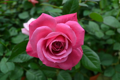 Close-up of pink rose