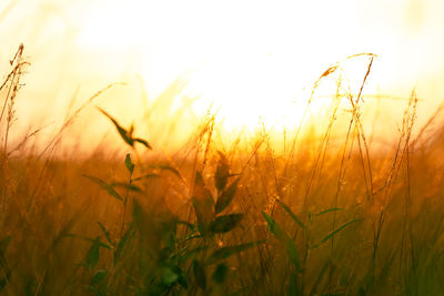 Close-up of stalks in field against sky