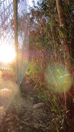 Sun shining through trees in forest