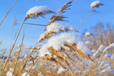 Close-up of snow on field against sky