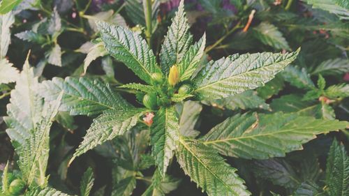 Green plant with leaves close-up