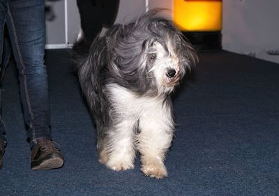 Low section of dog standing at home