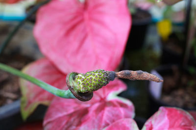 Close-up of flowers