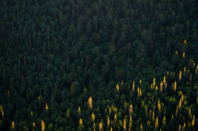 Scenic view of forest