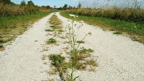 Empty road in field