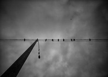 Low angle view of birds perching on cable